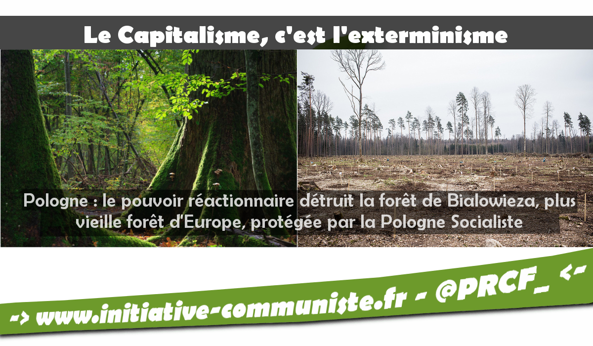 Pologne : le pouvoir réactionnaire détruit la forêt de Bialowieza, plus vieille forêt d’Europe, protégée par la Pologne Socialiste