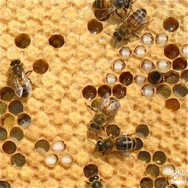 Les abeilles meurent et c’est l’Humanité qui est en danger !