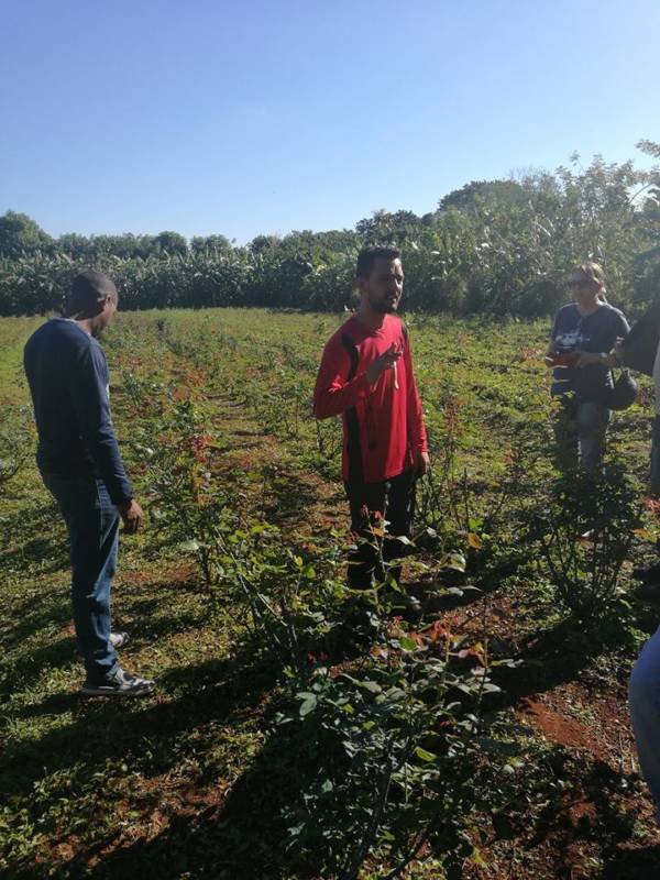 L’exemple du système agricole cubain : les JRCF témoignent depuis la coopérative César Escalante