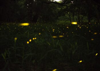 Non les lucioles ne sont pas mortes – par Georges Gastaud