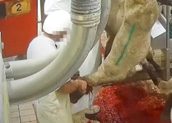 Halte au laxisme néolibéral du gouvernement en matière de souffrance animale !