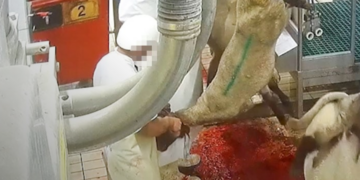 Halte au laxisme néolibéral du gouvernement en matière de souffrance animale !